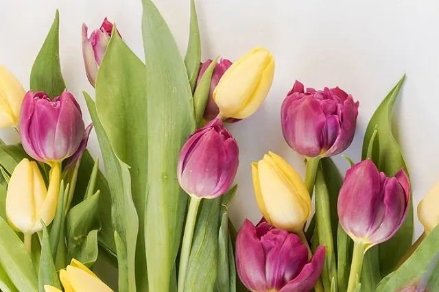 В Екатеринбург привезли тонны цветов