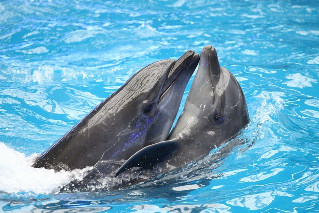 Два человека пострадали при обрушении лестницы в передвижном дельфинарии Тюмени