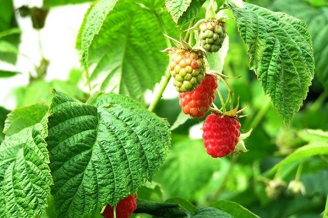 В Екатеринбурге подведут итоги конкурса на самый лучший сад