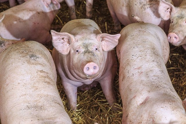 В Финляндии мусульман-беженцев разместили в центре свиноводства