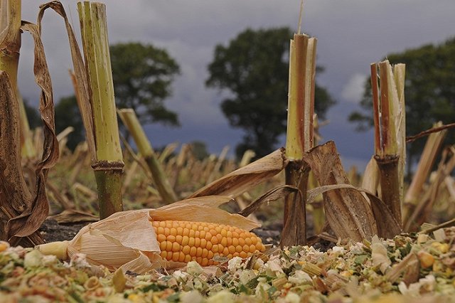 Мигранты, напавшие на водителя и его бабушку под Миассом, оказались охранниками