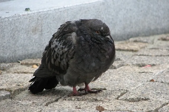 В Тюмени малолетний живодер нафаршировал танк голубями