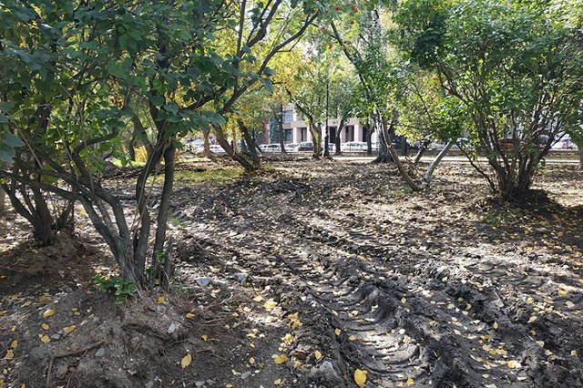 В ведомстве Благодатковой подсчитали деревья, поврежденные в сквере у Оперного