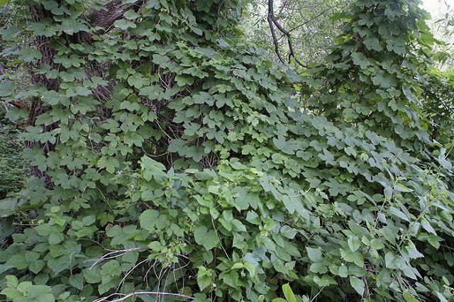 Потерявшуюся в лесу накануне 80-летнюю жительницу Каменска-Уральского нашли