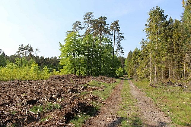 Верхняя Пышма может лишиться половины лесного фонда