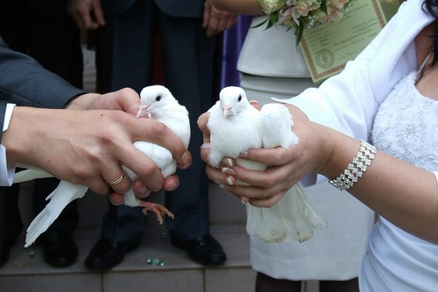 Депутаты предложили обязать молодоженов заключать брачный контракт