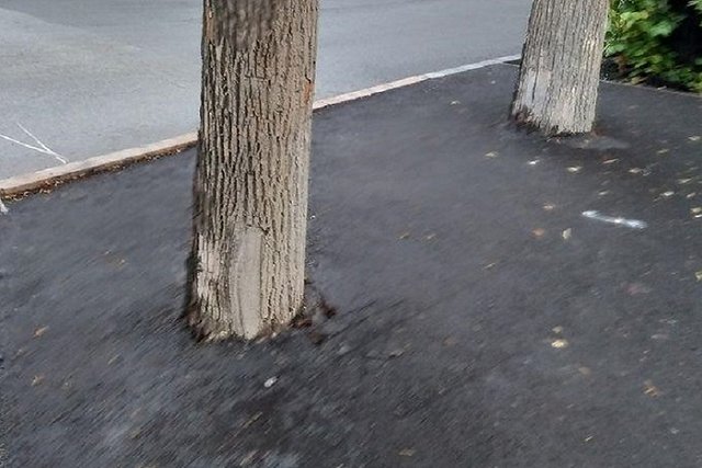 В Екатеринбурге дорожники закатали деревья в асфальт