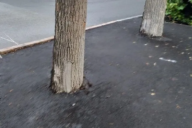 В Екатеринбурге дорожники закатали деревья в асфальт