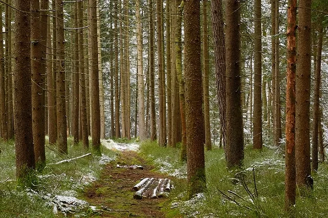 Сокрушительный удар по лесной мафии