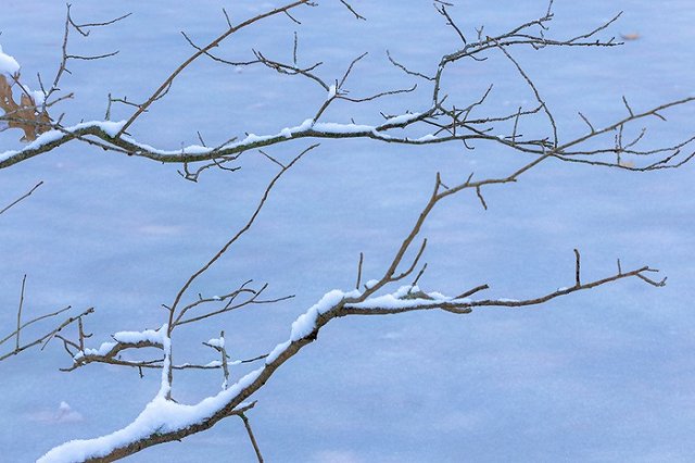 Московская пенсионерка оставила мошенников без добычи с помощью ветки