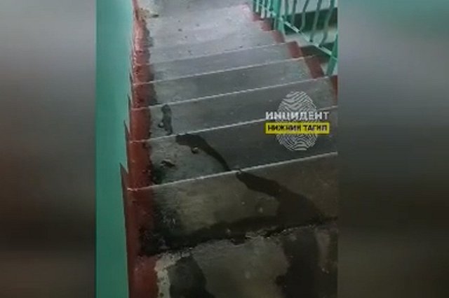 Свердловчане сообщили о женщине, которая выгуливает собаку в подъезде