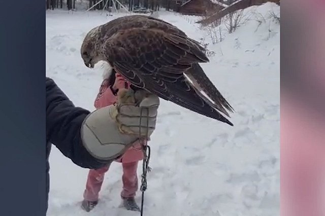 В питомнике под Екатеринбургом хищника накормили цыплёнком на глазах десятков детей