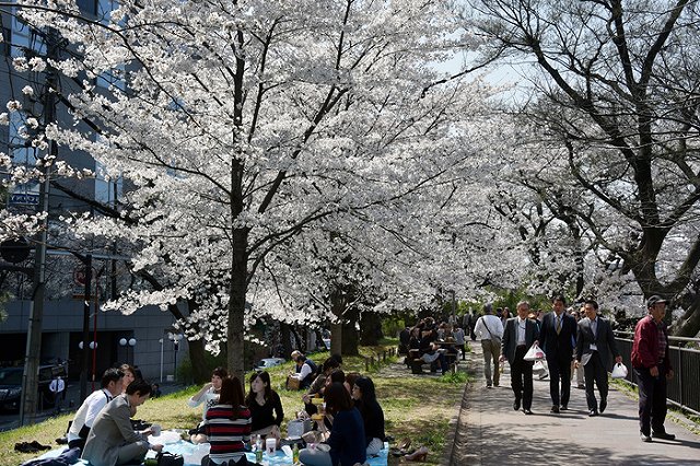 Вор на «Порше» похитил сакуру в Сургуте