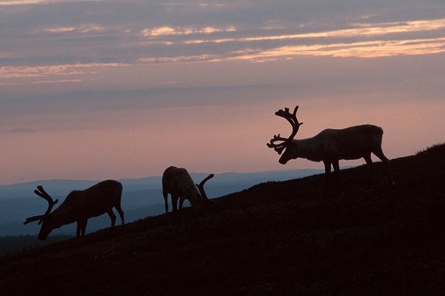 На Урале усилен контроль за ввозом мяса из ЯНАО из-за вспышки сибирской язвы