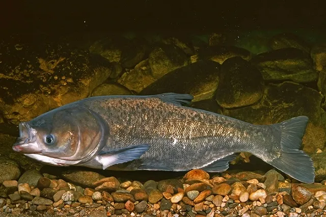 Плыви, рыбка: в водохранилище под Ревдой выпустили 10 тысяч толстолобиков
