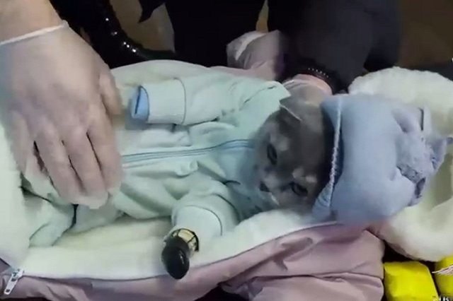 Свердловская закладчица одела кота в младенца, чтобы распространять в нём наркотики