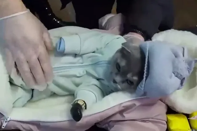 Свердловская закладчица одела кота в младенца, чтобы распространять в нём наркотики