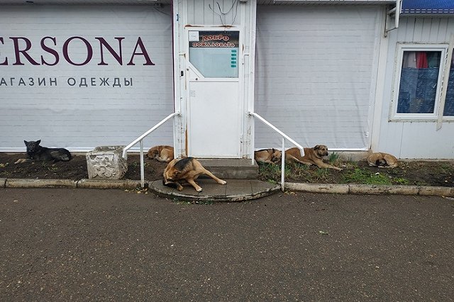 Депутат Госдумы оскорбил журналистов уральского СМИ, назвав редакцию «обкурившимися идиотами»