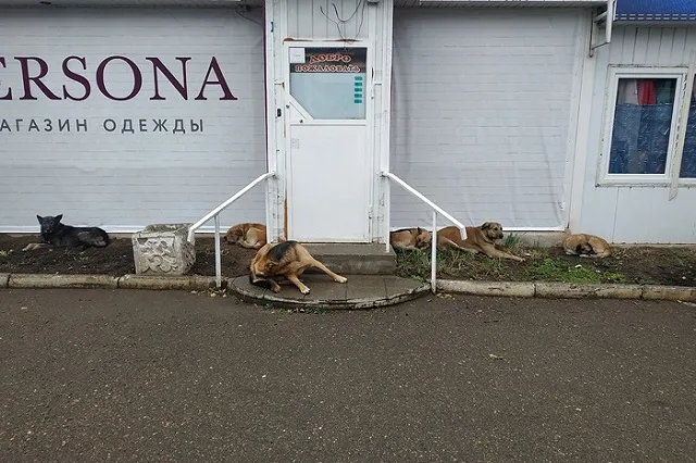 Депутат Госдумы оскорбил журналистов уральского СМИ, назвав редакцию «обкурившимися идиотами»