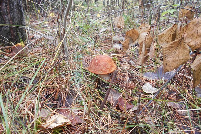 Пенсионерка-грибница из Каменска-Уральского найдена мертвой