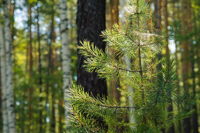 В Битцевском парке за cутки нашли труп женщины и части мужских тел