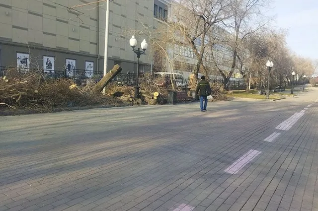 На центральной екатеринбургской аллее вырубили деревья