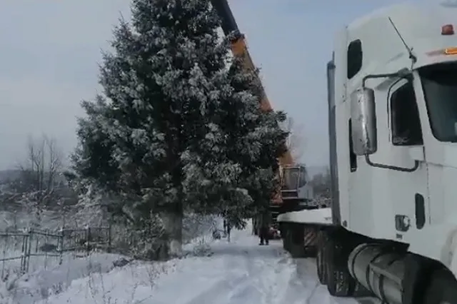 Чиновники Миньяра высадят на месте срубленной ели, у которой нашлись хозяева, новое дерево