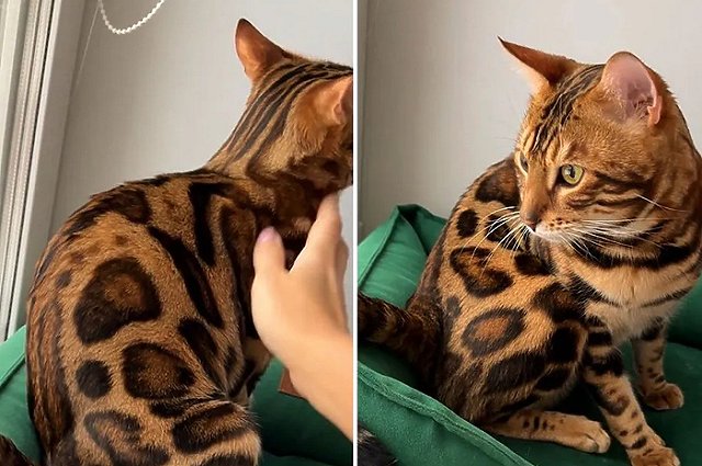 В Екатеринбурге продают кота за полмиллиона рублей