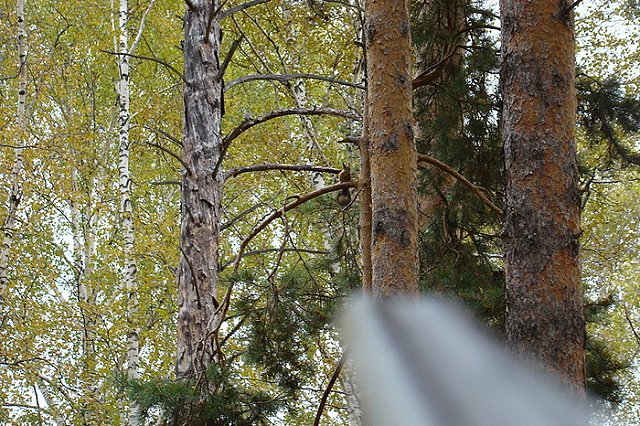 В Тюмени ищут вооруженного убийцу таксиста-кардиолога