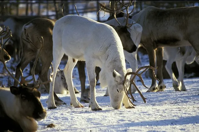 «Ямальские олени» выполнили план экспорта оленины на 2016 год