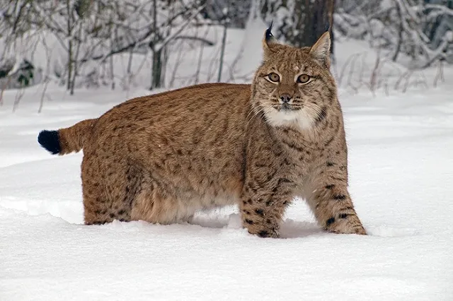 Жители Свердловской области спасли рысь, попавшую под машину