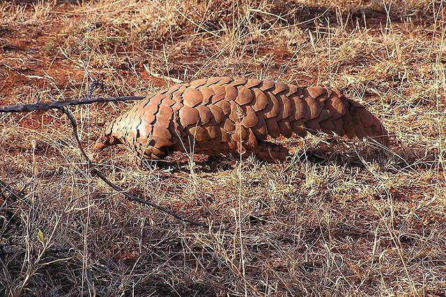 Представитель ООН: коронавирус появился из-за бедности и панголинов