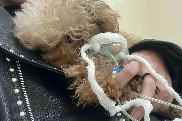 В Свердловской области собака едва не погибла во время стрижки