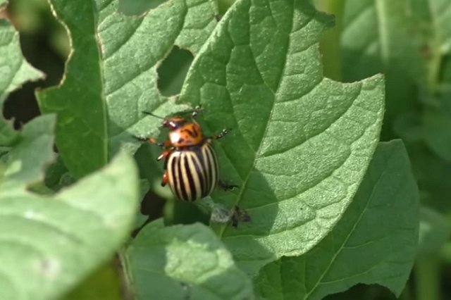 Фермер выкачал воду из одного озера в Омской области и принялся за второе