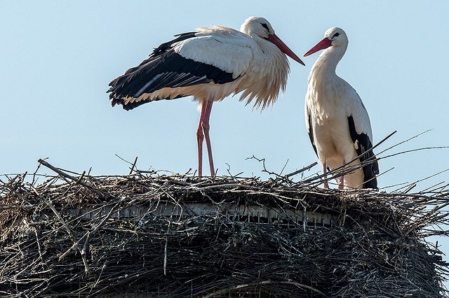 Под Саратовом мужчина поселился в гнезде аиста