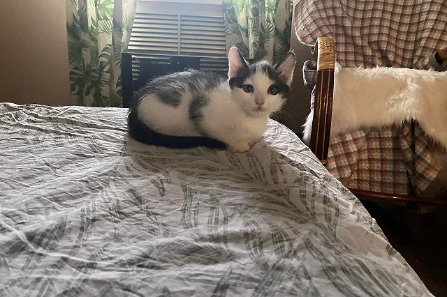 Стала известна судьба кошек Николая Коляды