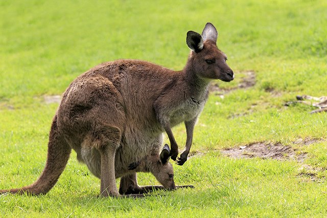 Кенгуренок родился в контактном зоопарке ЦПКиО в Екатеринбурге