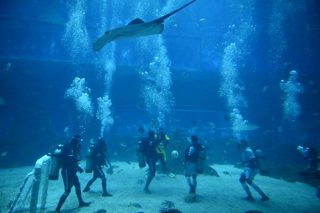 Скат убил дайвера-ветерана в закрытом сингапурском океанариуме