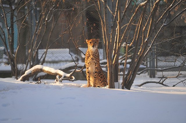 Девелопер представил проект нового Екатеринбургского зоопарка