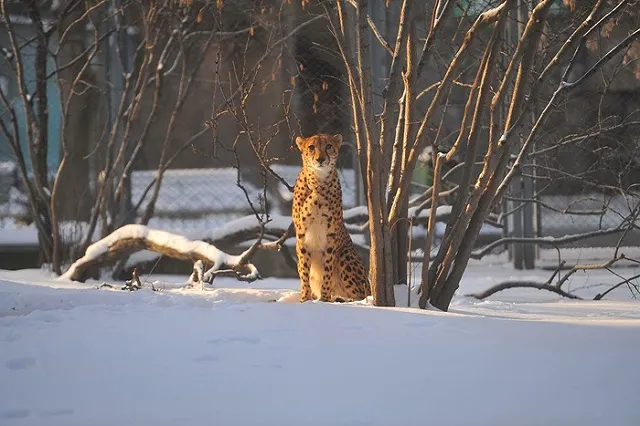 Девелопер представил проект нового Екатеринбургского зоопарка