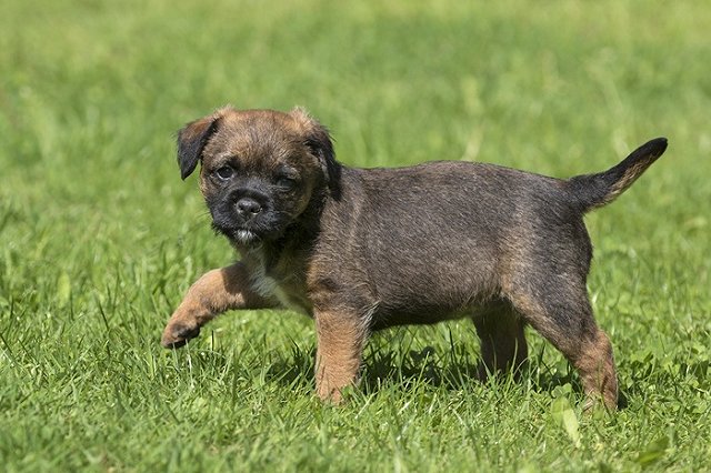 Полиция Сысерти не нашла состава преступления в убийстве детьми щенков