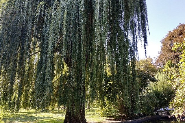 Экзотичный сорт ив высадят в Екатеринбурге