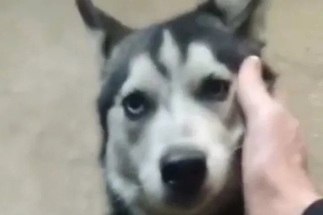 Свердловские волонтёры спасли молодого хаски, которую хозяева едва не заморили голодом
