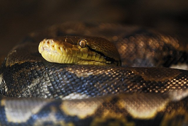 Петербуржец скармливал удаву домашних животных и снимал это на видео