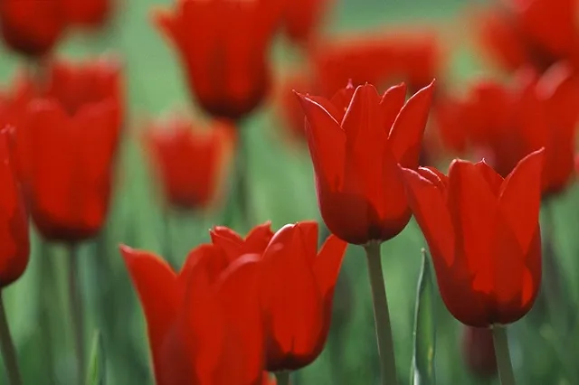 За месяц в Кольцово уничтожили более тысячи импортных цветов