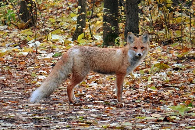 В Домодедово лайнер увели на второй круг из-за лисы на взлётной полосе