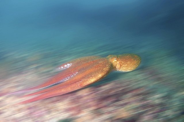 Британские СМИ обнаружили секретное оружие РФ — огромного осьминога