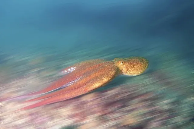 Британские СМИ обнаружили секретное оружие РФ — огромного осьминога