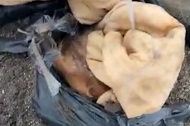 Под Екатеринбургом прямо у домов неизвестные устроили кладбище домашних животных