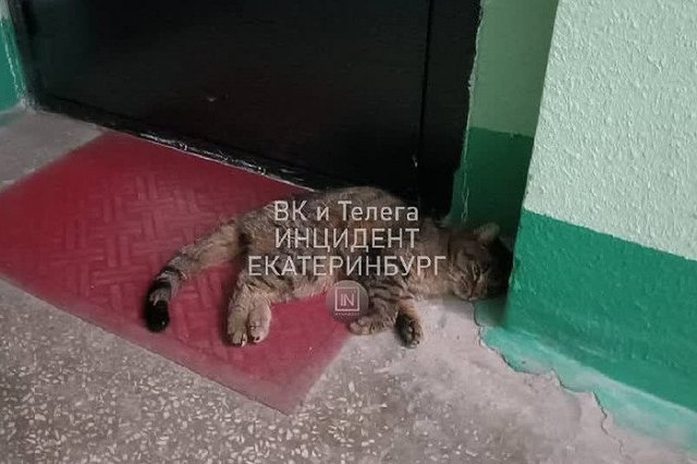 Стало известно, кто подкинул изуродованную кошку в дом на ЖБИ